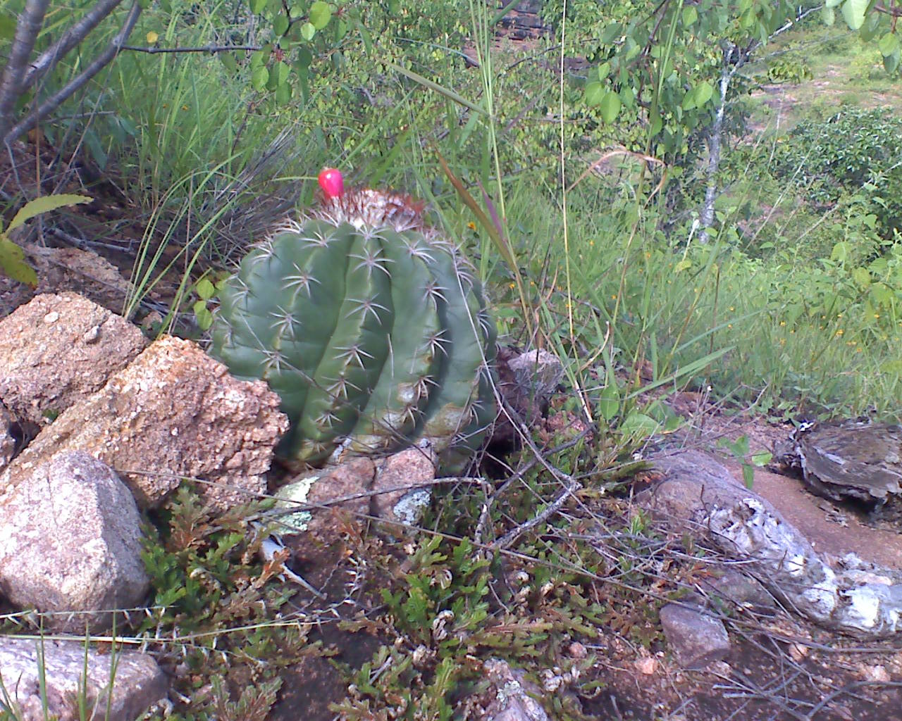 Melocactus curvispinus